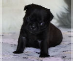 Small Photo #85 Pug Puppy For Sale in WINNSBORO, TX, USA