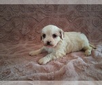 Small Photo #13 Cavapoo (Miniature) Puppy For Sale in STANLEY, WI, USA
