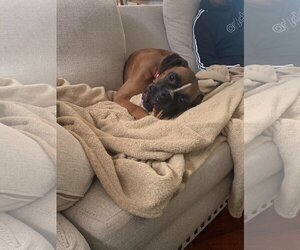 Tyson - ADOPTION PENDING!! - Male Boxer Dog for Adoption - Photo #15