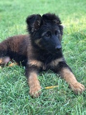 German Shepherd Dog Puppy for sale in FARMERSVILLE, TX, USA