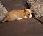 Small Photo #59 Pembroke Welsh Corgi Puppy For Sale in SHILOH, OH, USA