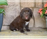 Small Newfoundland