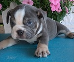 Small #2 English Bulldog