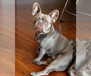 French Bulldog Dog for Adoption in FONTANA, California USA