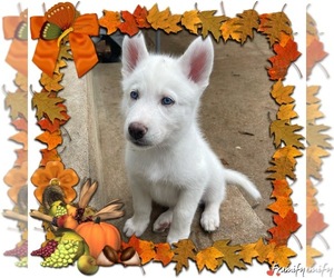 Siberian Husky Puppy for sale in CEDAR HILL, MO, USA
