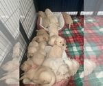 Small Photo #9 Golden Retriever Puppy For Sale in MELISSA, TX, USA