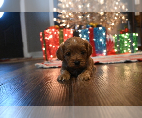 Medium Photo #6 Cavapoo (Miniature) Puppy For Sale in GUTHRIE, KY, USA