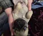 Small Photo #5 Pug Puppy For Sale in HILLSDALE, MI, USA