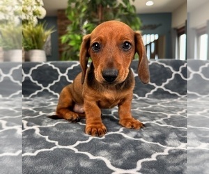 Dachshund Puppy for sale in GREENFIELD, IN, USA