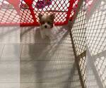 Small Photo #4 Yorkshire Terrier Puppy For Sale in FORT WORTH, TX, USA