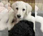 Small Photo #4 Labradoodle Puppy For Sale in CLINTON CNTY, OH, USA