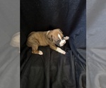 Puppy Puppy 6 Boxer