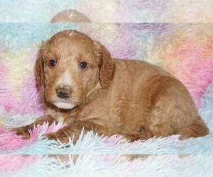 Miniature Labradoodle Puppy for sale in LA HABRA, CA, USA