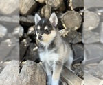 Small #5 Alaskan Klee Kai-Pomsky Mix