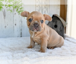 Medium French Bulldog