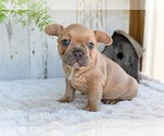 Small French Bulldog