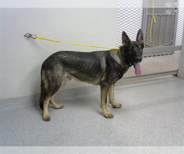 Medium Photo #1 German Shepherd Dog-Unknown Mix Puppy For Sale in Pasadena, TX, USA