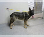 Small German Shepherd Dog Mix