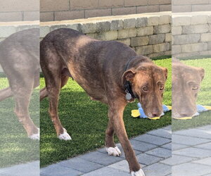 Rosie - Female Labrenees Dog for Adoption - Photo #6