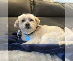Small #2 Maltese