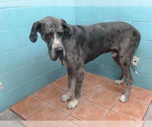 Great Dane Dogs for adoption in Downey, CA, USA