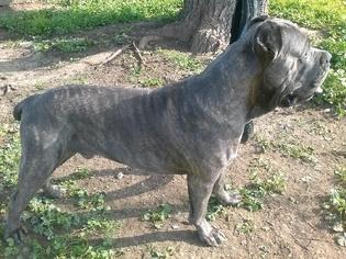 Father of the Cane Corso puppies born on 04/11/2016