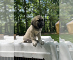 Puppy 2 Anatolian Shepherd-Great Pyrenees Mix
