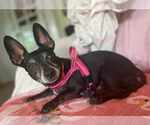 Small #3 Chiweenie