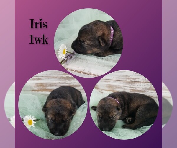 Medium Photo #9 German Shepherd Dog Puppy For Sale in BROOKFIELD, MO, USA