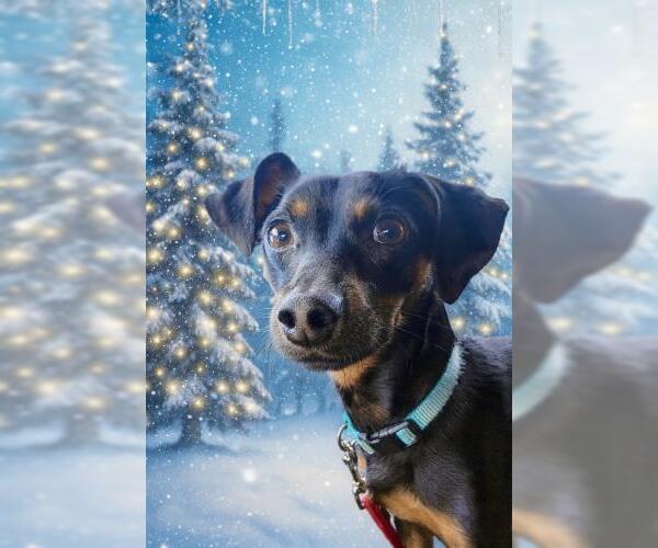 Medium Photo #1 Miniature Pinscher Puppy For Sale in Oakley, CA, USA