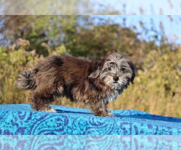 Medium Photo #18 ShihPoo Puppy For Sale in DYERSBURG, TN, USA