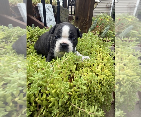 Medium Photo #21 Boston Terrier Puppy For Sale in FREDONIA, KS, USA