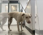 Small Labrador Retriever