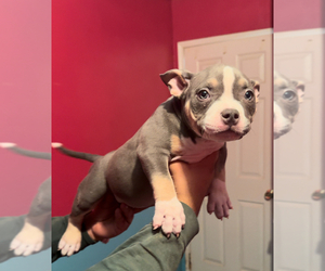 American Bully Puppy for sale in PORTERVILLE, CA, USA