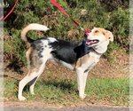 Small Photo #2 Australian Shepherd-German Shepherd Dog Mix Puppy For Sale in Coppell, TX, USA