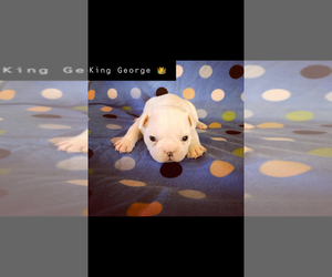 French Bulldog Puppy for sale in SENECA, MO, USA
