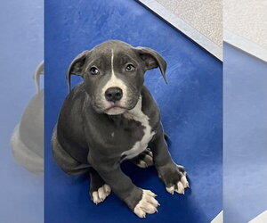 Mutt Dogs for adoption in Sterling, MA, USA