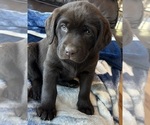 Small #42 Labrador Retriever