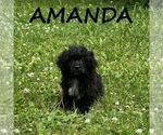 Small #1 Shih-Poo