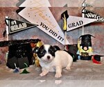Puppy Oreo Chihuahua