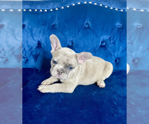 Medium Photo #67 French Bulldog Puppy For Sale in CHARLOTTE, NC, USA