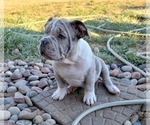 Small Photo #4 American Bully Puppy For Sale in MARTELL, NE, USA