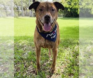 American Staffordshire Terrier-Labrador Retriever Mix Dogs for adoption in Fort Lauderdale, FL, USA