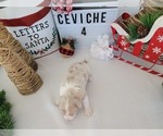 Small Photo #4 Miniature Australian Shepherd Puppy For Sale in COLLEGE STA, TX, USA