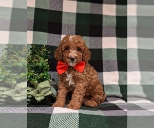 Poodle (Miniature) Puppy for Sale in EPHRATA, Pennsylvania USA