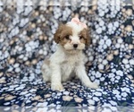 Small Cavapoo (Miniature)