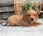 Small #3 Dachshund
