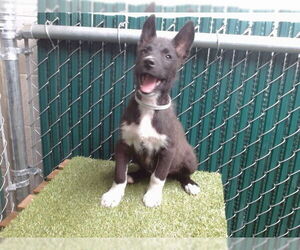 Medium American Pit Bull Terrier-Siberian Husky Mix