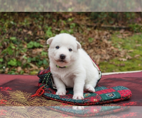 Medium Photo #3 Siberian Husky Puppy For Sale in WESTHAMPTON, MA, USA