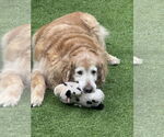 Small #2 Golden Retriever